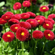 Galaxy Rose Bellis Perennis Seeds