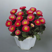 Galaxy Rose Bellis Perennis Seeds