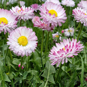 Bellis Perennis Seeds - All In One For Home Gardens