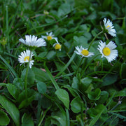 Bellis Perennis Seeds - All In One For Home Gardens