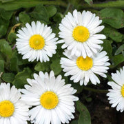 Bellis Perennis Seeds - Flower Plant