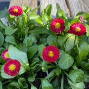 Bellis Perennis Seeds - Flower Plant