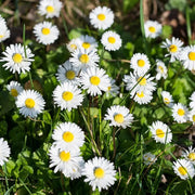 Bellis Perennis Seeds - All In One For Home Gardens