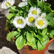 Bellis Perennis Seeds - All In One For Home Gardens