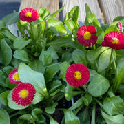 Galaxy Rose Bellis Perennis Seeds