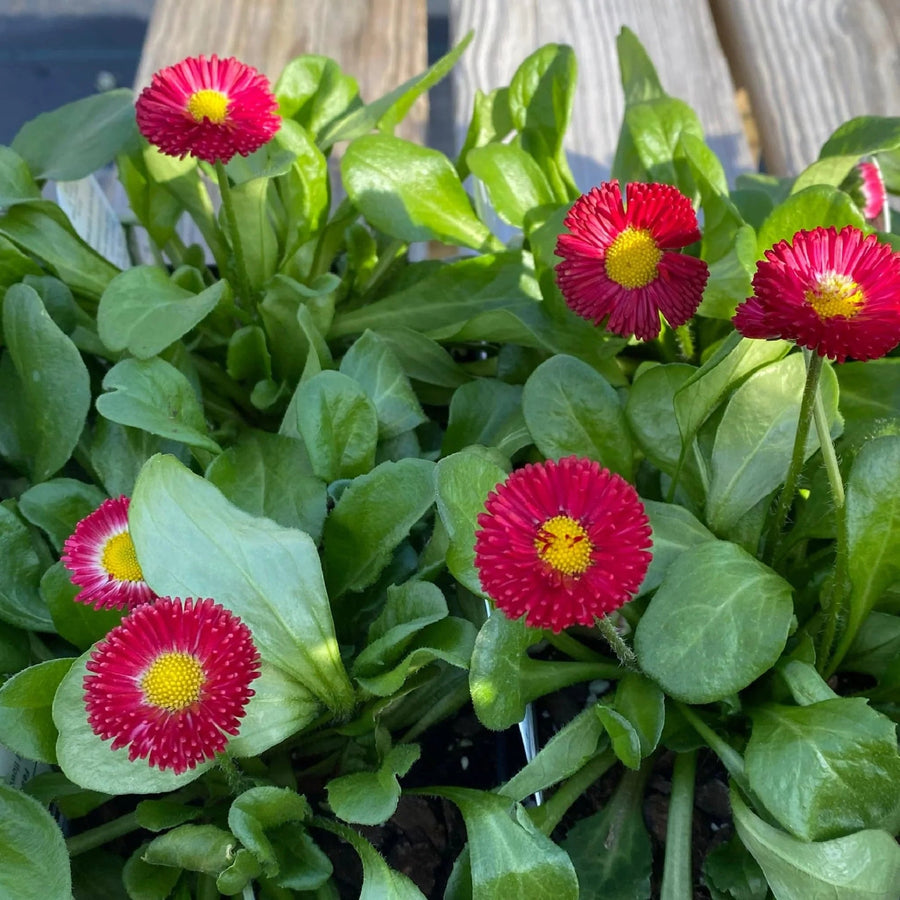 Galaxy Rose Bellis Perennis Seeds