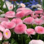 Pink White Bellis Seeds