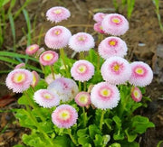 Pink White Bellis Seeds