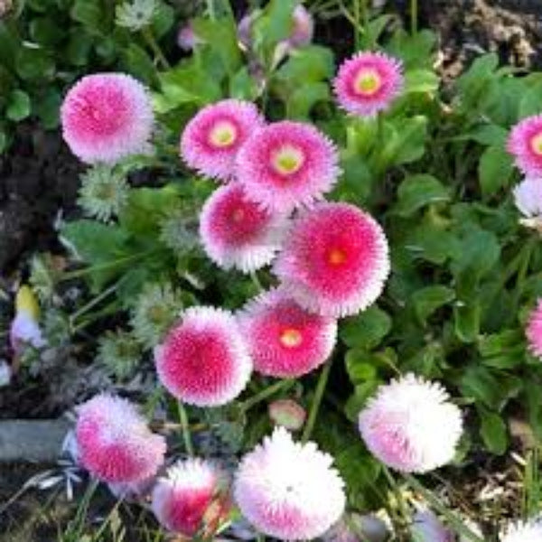 Pink White Bellis Seeds