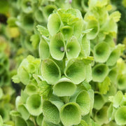 Wildflower Bells of Ireland Seeds