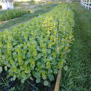 Bells of Ireland Seeds – Moluccella laevis