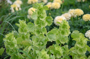 Bells of Ireland Seeds, Flower Planr