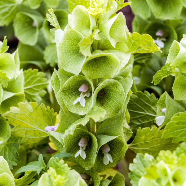 Bells of Ireland Seeds, Flower Planr
