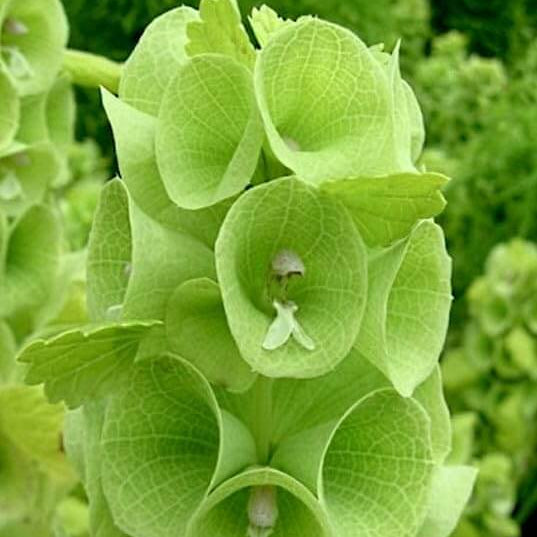 Wildflower Bells of Ireland Seeds