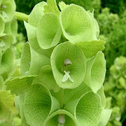 Wildflower Bells of Ireland Seeds