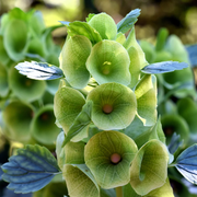 Bells of Ireland Seeds, Flower Planr