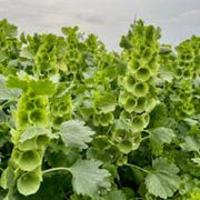 Wildflower Bells of Ireland Seeds