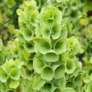 Wildflower Bells of Ireland Seeds