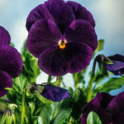 Purple Pansy Seeds