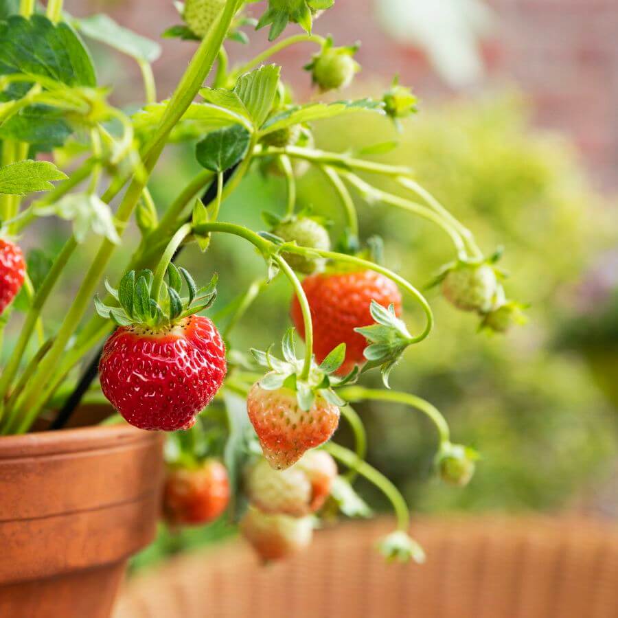 Berry Seeds - All In One For Home Gardens