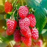 Berry Seeds - All In One For Home Gardens