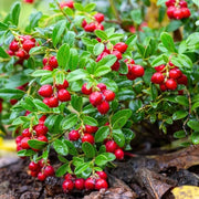 Berry Seeds - All In One For Home Gardens
