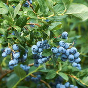 Berry Seeds - All In One For Home Gardens