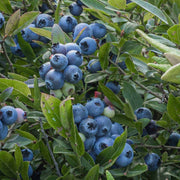 Berry Seeds - All In One For Home Gardens