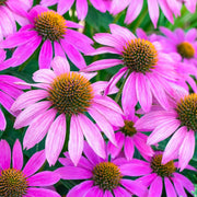 Beautiful Coneflower Seeds