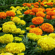 Outdoor Marigold Seeds