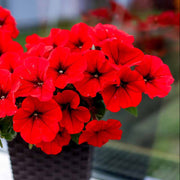 Red Color Petunia Seeds