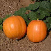 Mammoth Gold Pumpkin Seeds