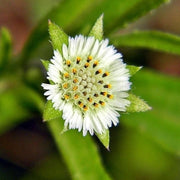 Bhringraj Seeds - Herbal Plant for Home Gardens Seeds