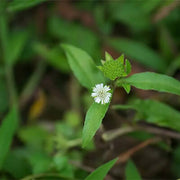 Eclipta alba Bhringraj Seeds, Herbal