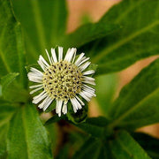 Bhringraj Seeds - Herbal Plant for Home Gardens Seeds