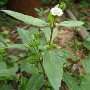 Eclipta alba Bhringraj Seeds, Herbal