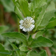 Eclipta alba Bhringraj Seeds, Herbal
