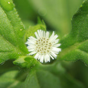 Eclipta alba Bhringraj Seeds, Herbal