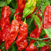 Ghost Pepper Seeds