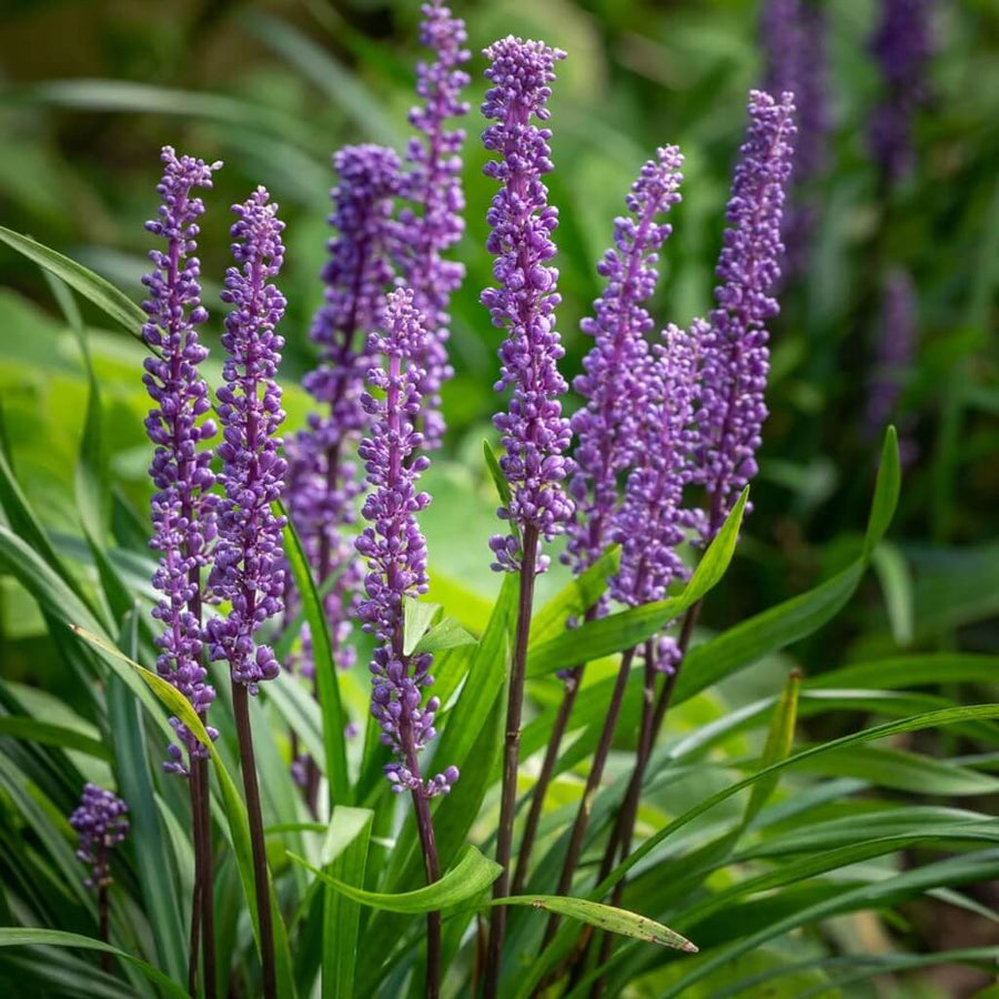 Big Blue Liriope Seeds