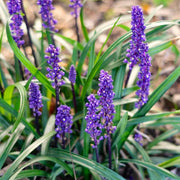 Big Blue Liriope Seeds