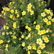 Hardy Blooms Bigflower Cinquefoil Seeds