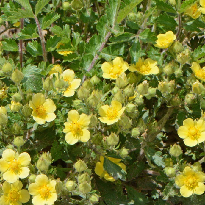 Hardy Blooms Bigflower Cinquefoil Seeds