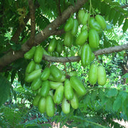 Cucumber Bilimbi Seeds