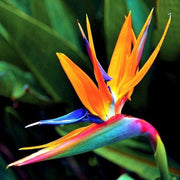 Orange Bird of Paradise Seeds