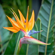 Orange Bird of Paradise Seeds