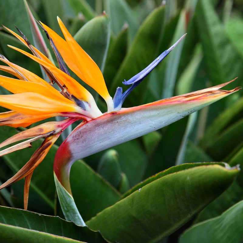 Orange Bird of Paradise Seeds