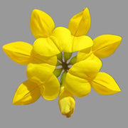 Wildflowers Bird's Foot Trefoil Seeds