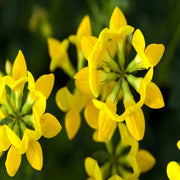 Wildflowers Bird's Foot Trefoil Seeds