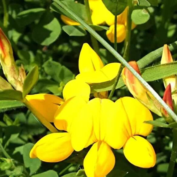 Wildflowers Bird's Foot Trefoil Seeds